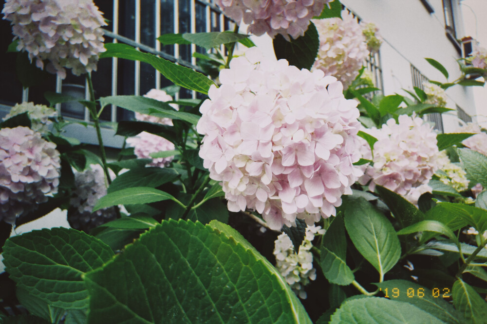 在校医院喜提花容