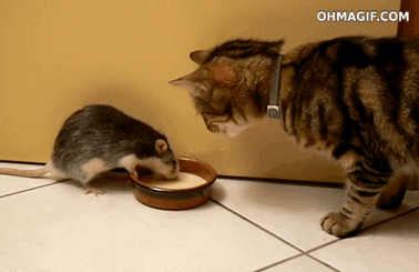 现实版版猫和老鼠gif