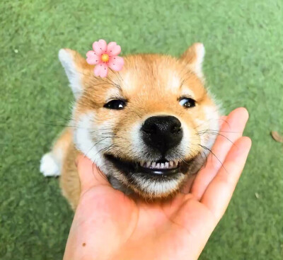 柴犬多多