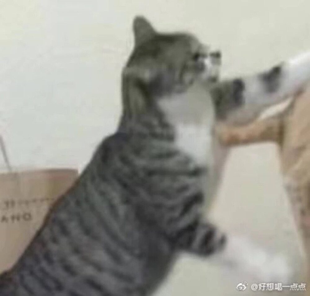 猫情头