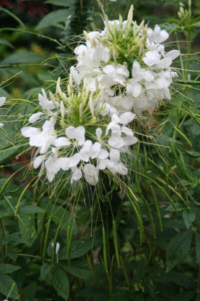 在院子里栽种醉蝶花，要避免重在低洼的地方，土壤不能够长期积水，更不能够长期潮湿，环境要适当保持通风透光。