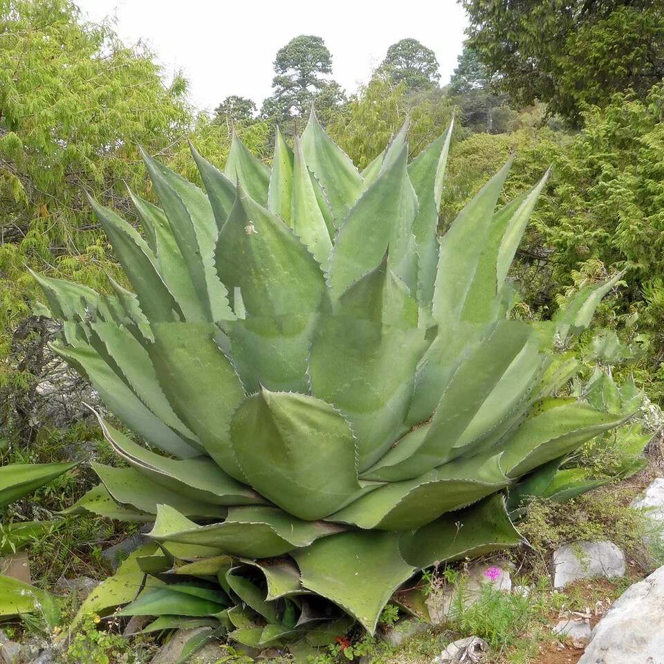 龙舌兰植物
Agave salmiana v crassispina 宽叶赤芽龙 