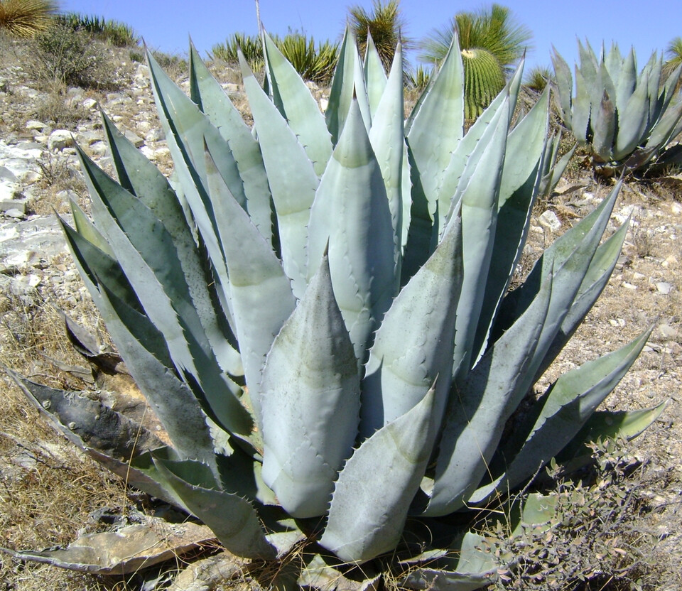 龙舌兰植物 agave scabra 