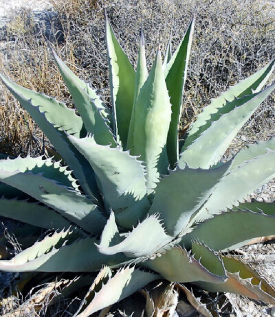 龙舌兰植物
agave asperrima