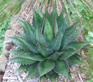 龙舌兰植物 agave montana 蒙塔纳 蒙大拿 