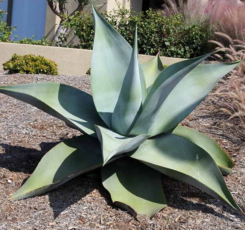 龙舌兰植物 agave guiengola 