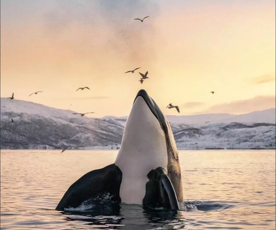  
Norway，Powered by Nature 
 挪威，大自然的赋予 
