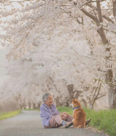 樱花树下的奶奶和柴犬