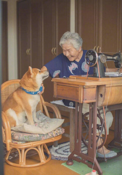 樱花树下的奶奶和柴犬