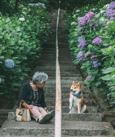 樱花树下的奶奶和柴犬