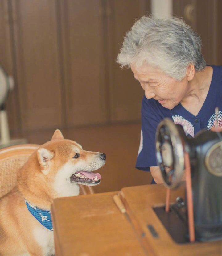 樱花树下的奶奶和柴犬