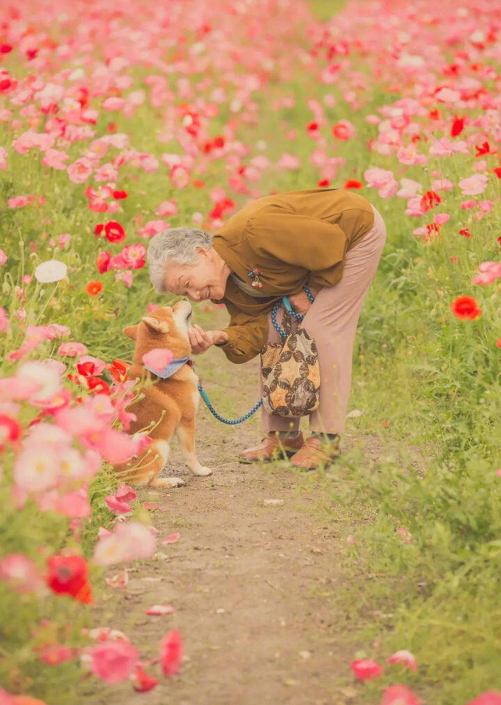 樱花树下的奶奶和柴犬