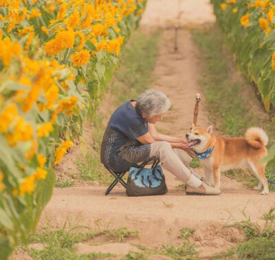 樱花树下的奶奶和柴犬