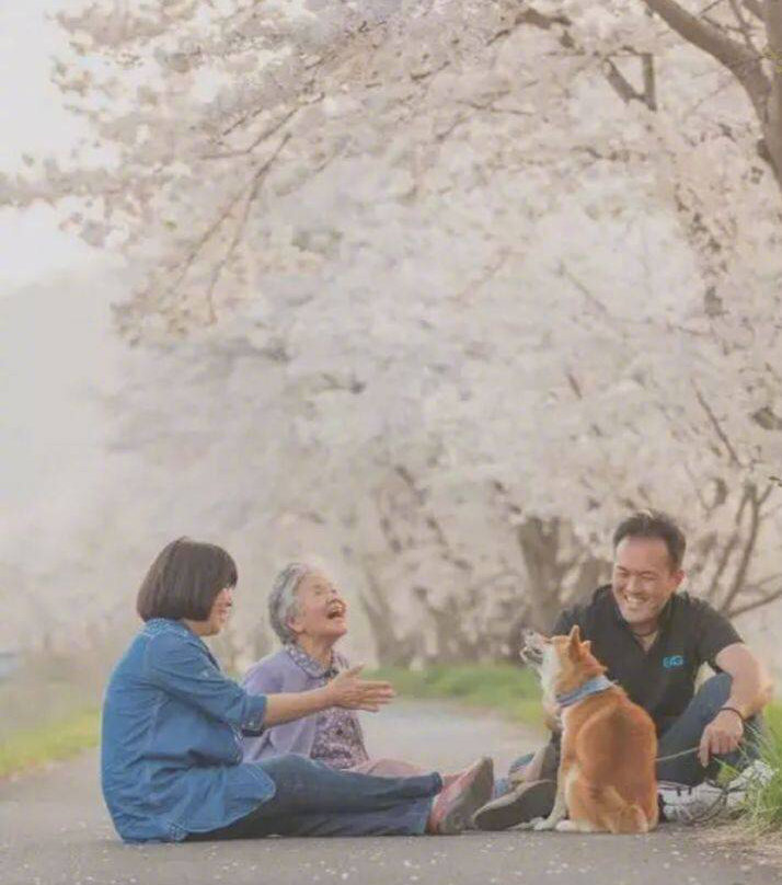 樱花树下的奶奶和柴犬