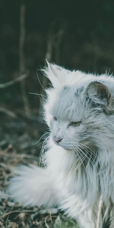 猫咪手机壁纸