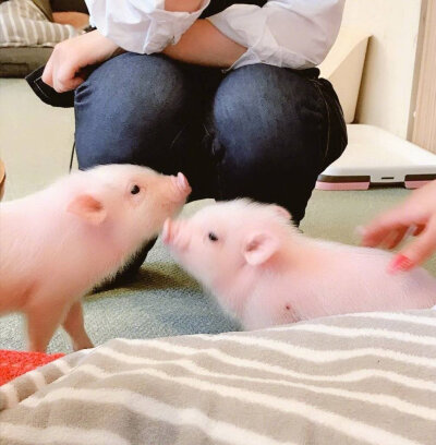 日推网友mika_11x17打卡日本第一家迷你猪咖——mipig cafe！
这也太可爱了