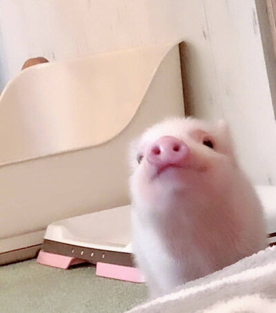 日推网友mika_11x17打卡日本第一家迷你猪咖——mipig cafe！
这也太可爱了