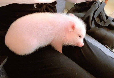 日推网友mika_11x17打卡日本第一家迷你猪咖——mipig cafe！
这也太可爱了