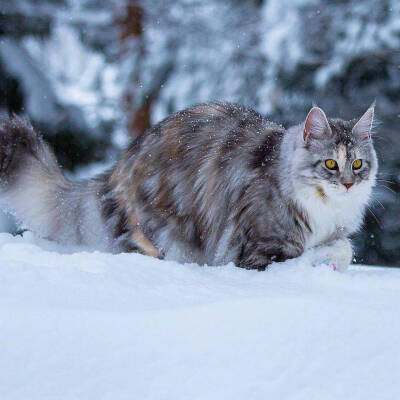 缅因猫