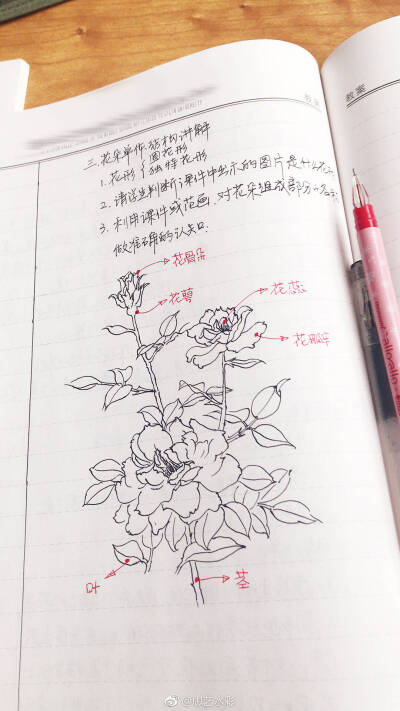 线描植物