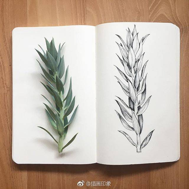 线描植物