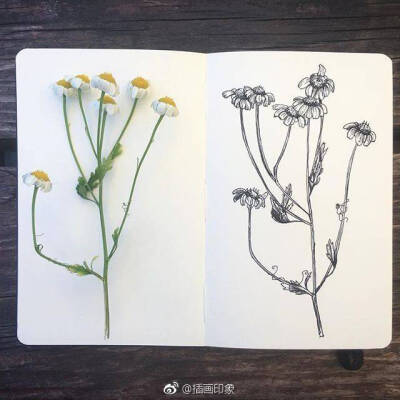 线描植物