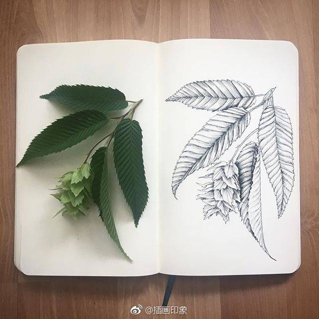 线描植物