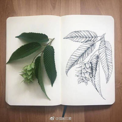 线描植物