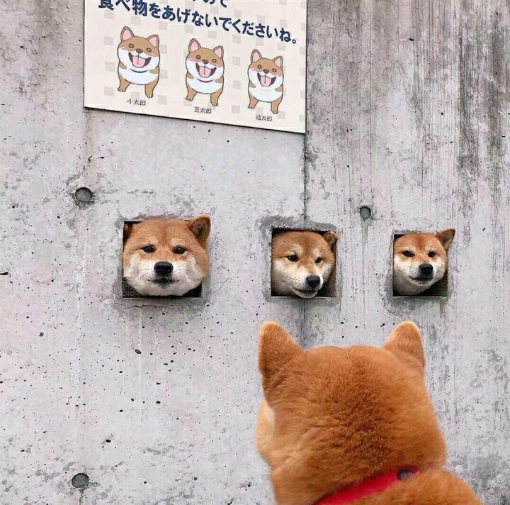 柴犬