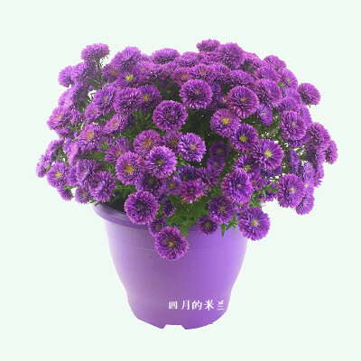 玛丽紫菀