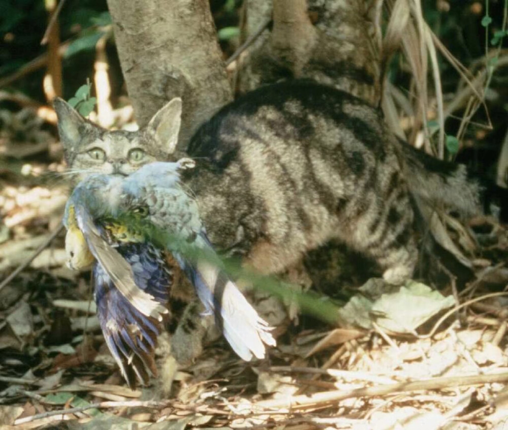 流浪猫捕食鸟儿。