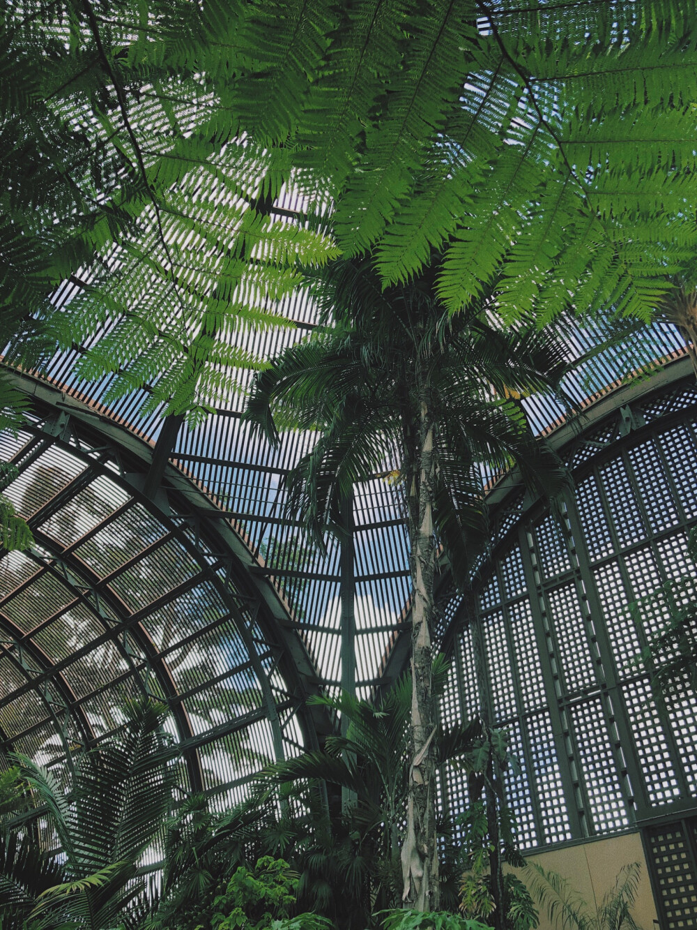 Balboa park的小植物园 简直是我的天堂 作为plant lady 这种充满绿色又无虫的环境可以让我每分每秒都处在高潮