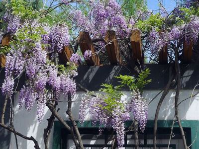 这些藤蔓植物让庭院"颜值"提升一倍