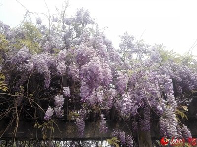 春天的西南交通大学(九里堤校区)