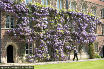 英国剑桥大学内现花墙 紫藤盛开如翠蝶成行