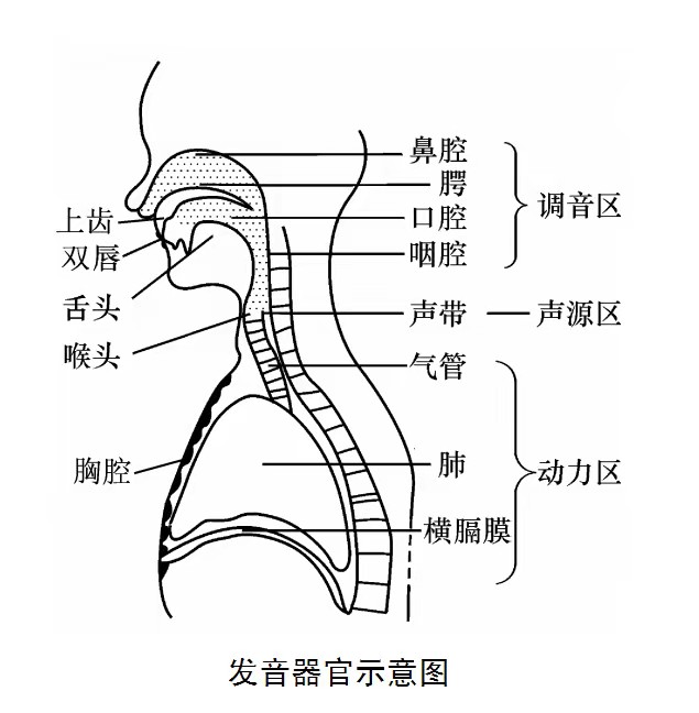 发声器官