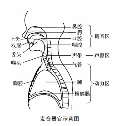 发声器官