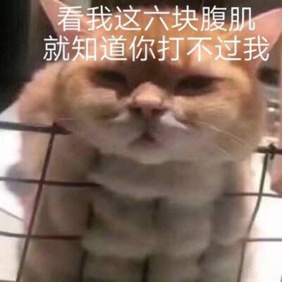 表情包 喵星人 可爱