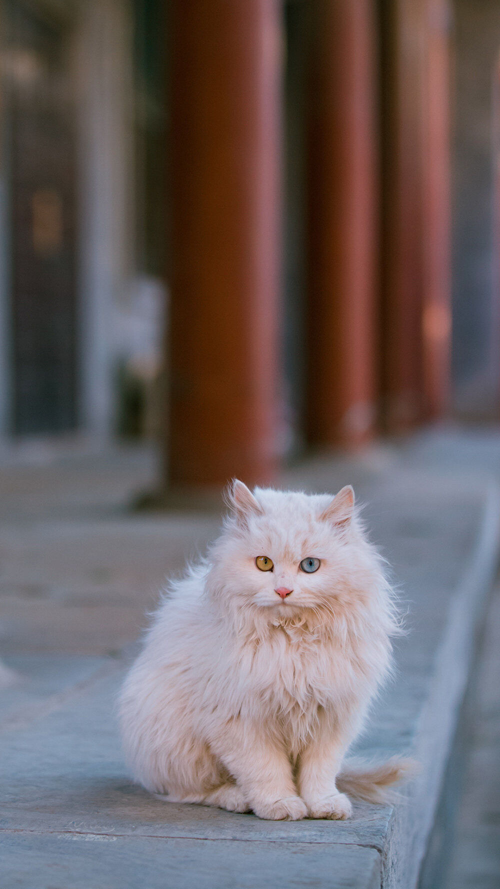 故宫猫高清壁纸 傲娇