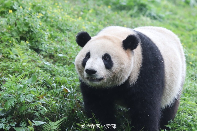 给大家介绍我最喜欢的猫猫~~她叫乔伊！