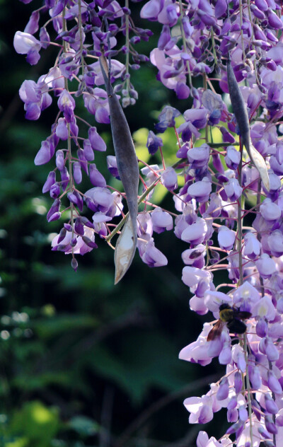 高贵典雅的紫藤花