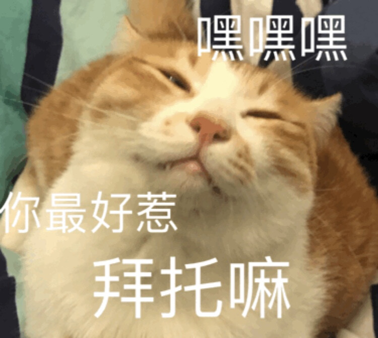 可爱猫猫头?