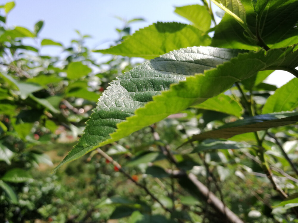 吃完樱桃又去喝了coco，吃了串串，这一天，极其完美，看，这就是四个女生的饭量了
图三是拍的最满意的一张，希望大家拿来当壁纸～
短暂实现了樱桃自由