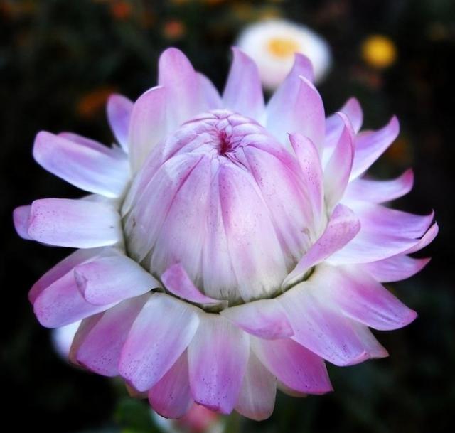 麦杆菊，又叫蜡菊、贝细工，它是菊科蜡菊属多年生草本，那么目前来讲是做一年生栽培应用，它的原产地是澳大利亚，那么在东南亚欧美的比较多。它是非常好的一种材料或者是工艺品的材料。什么工艺品啊？干花，它是制作干花的非常好的一个材料。