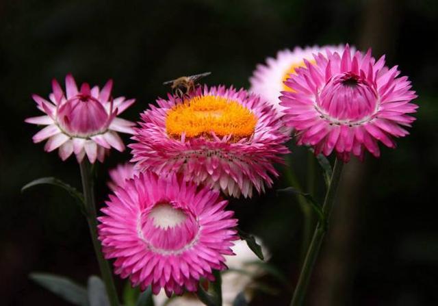 麦杆菊，又叫蜡菊、贝细工，它是菊科蜡菊属多年生草本，那么目前来讲是做一年生栽培应用，它的原产地是澳大利亚，那么在东南亚欧美的比较多。它是非常好的一种材料或者是工艺品的材料。什么工艺品啊？干花，它是制作干花的非常好的一个材料。