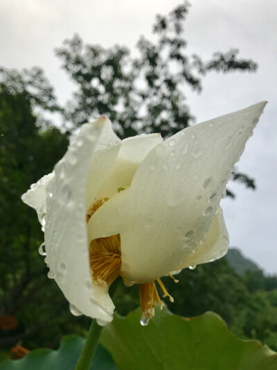 东华禅寺的莲