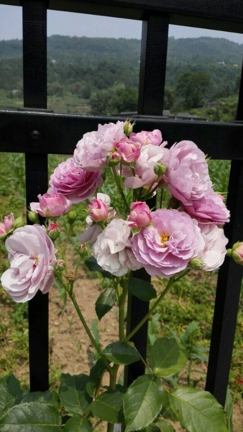 薰衣草花环可能跟薰衣草花束（Lavender Bouquet）是同一个品种。只是翻译的名字略有差异。该品种是藤本，枝条较细，几乎无刺。多头开放，花朵颜色为蓝紫色。薰衣草花环长势迅速，分枝性不如其他品种，懒花，容易养成绿巨人。