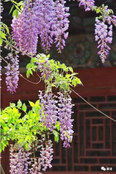 至美丨桐花半亩,静锁愁雨,自古多情数西窗