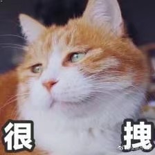 猫猫