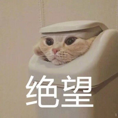 猫猫